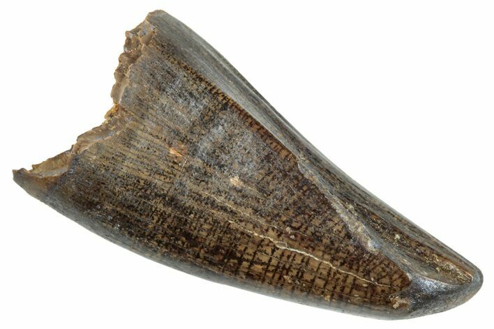 Juvenile Tyrannosaur Premax Tooth - Judith River Formation #263827